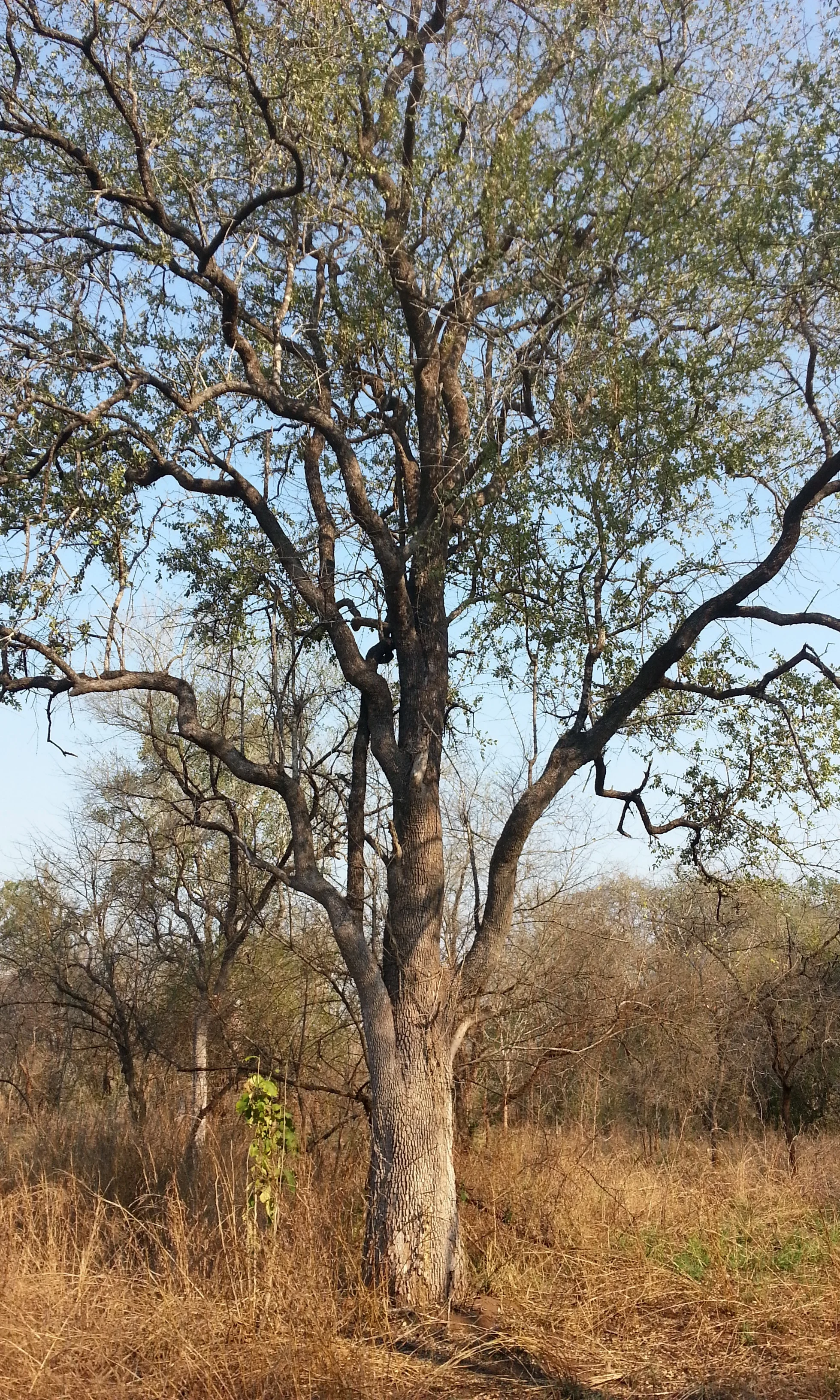 Leadwood — Dalmann UK