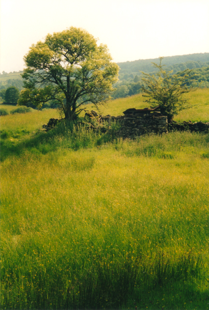 field.jpg