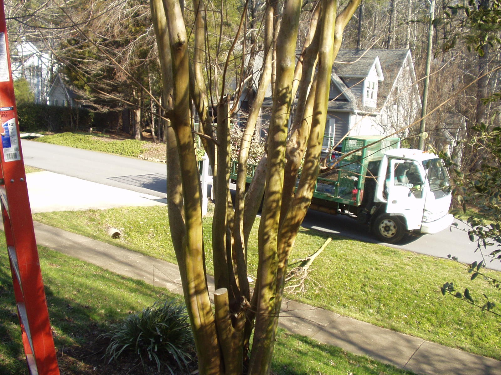 Crepe Myrtle Before