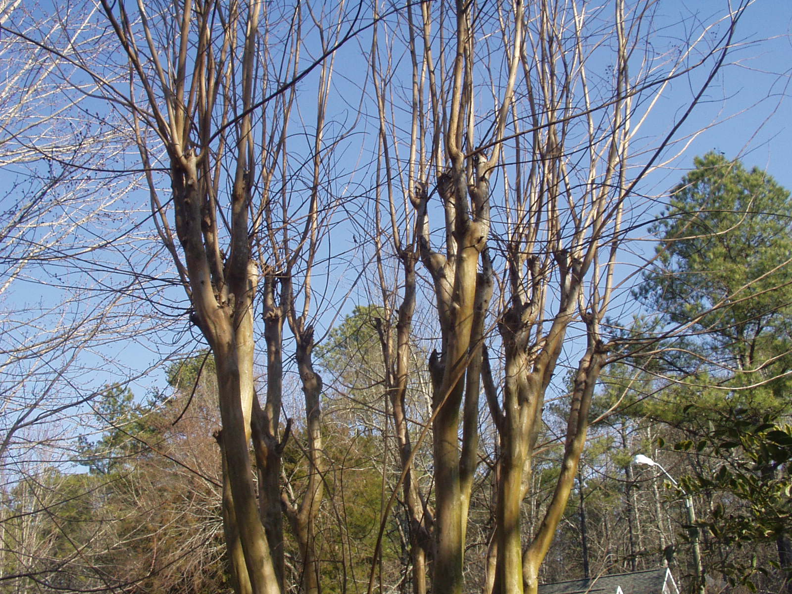 Crepe Myrtle before