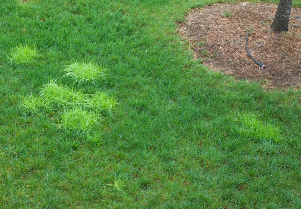 Poa Annua Control Specialized Landscape Services