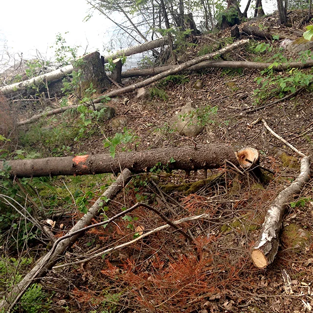 Och det kändes ju sådär att de till och med huggit ned träden med ledmarkeringarna på...