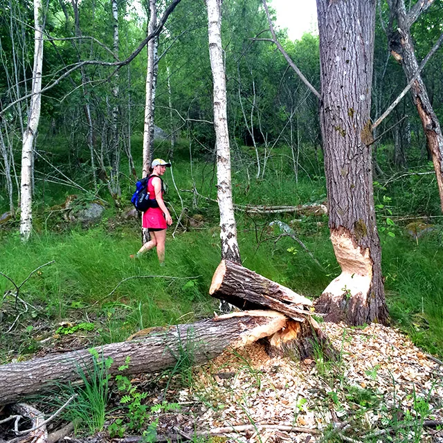 Bävern verkade också vilja fälla några träd.