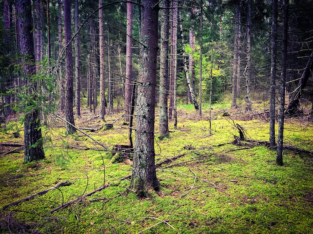 Can you see the trail? I can't ;-)