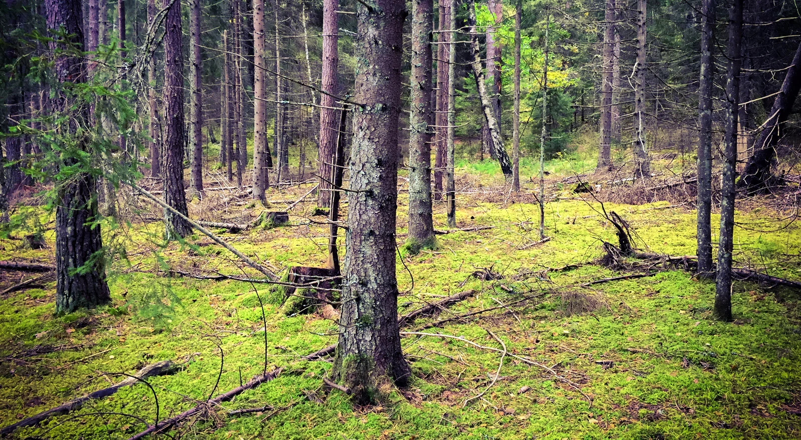 Finding new trails