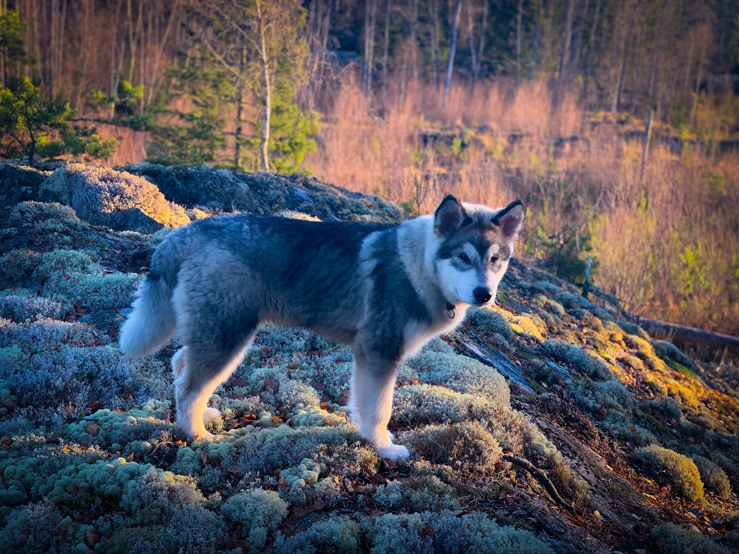 #216 - Nyfunnen kärlek, Skytesvallen och Vidar