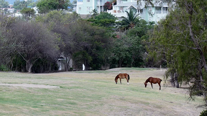 Horses keep the rough low!