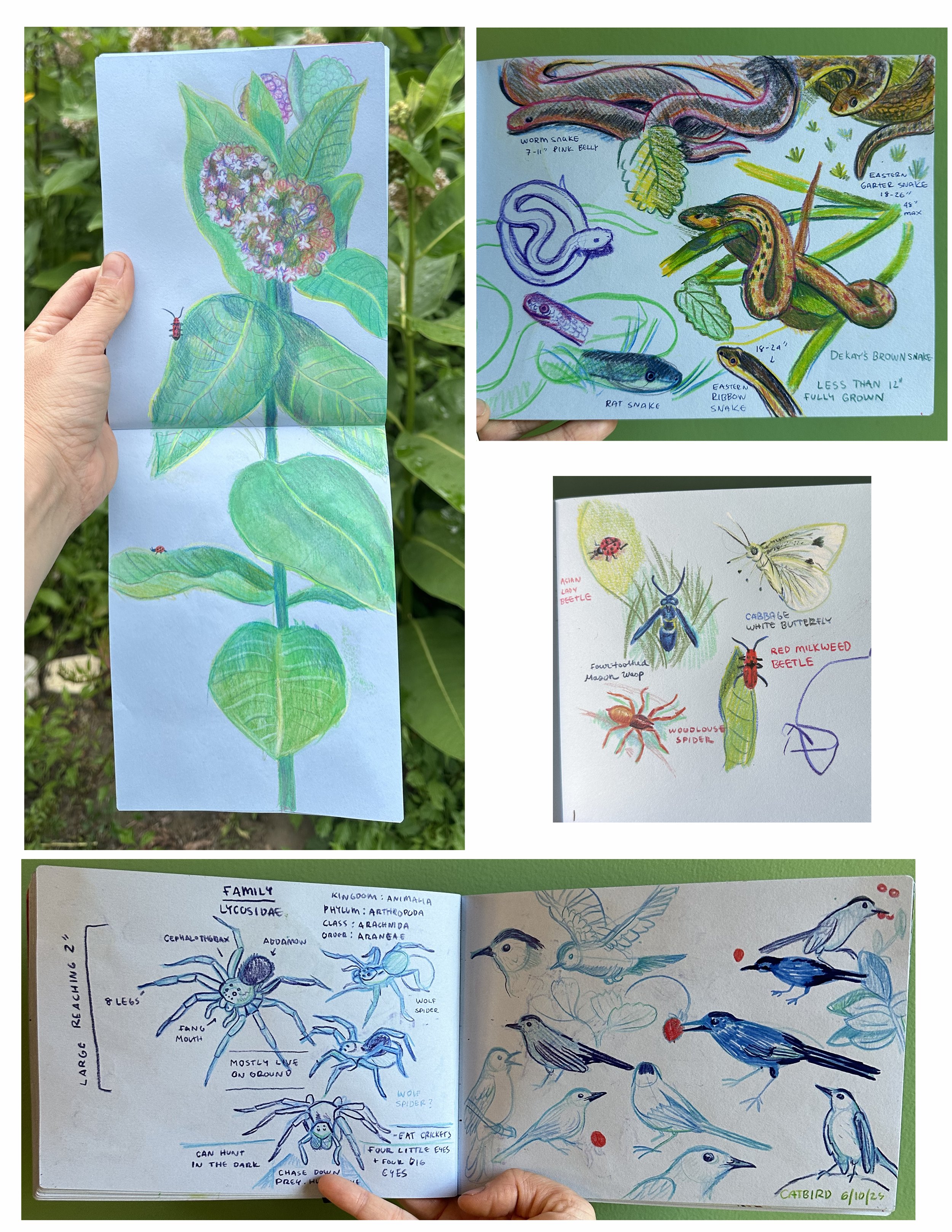 garden log_2025 copy.jpg