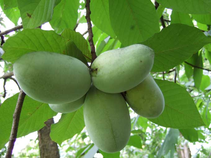 The Pawpaw, largest fruit indigenous to North America and an Ark of Taste food!
