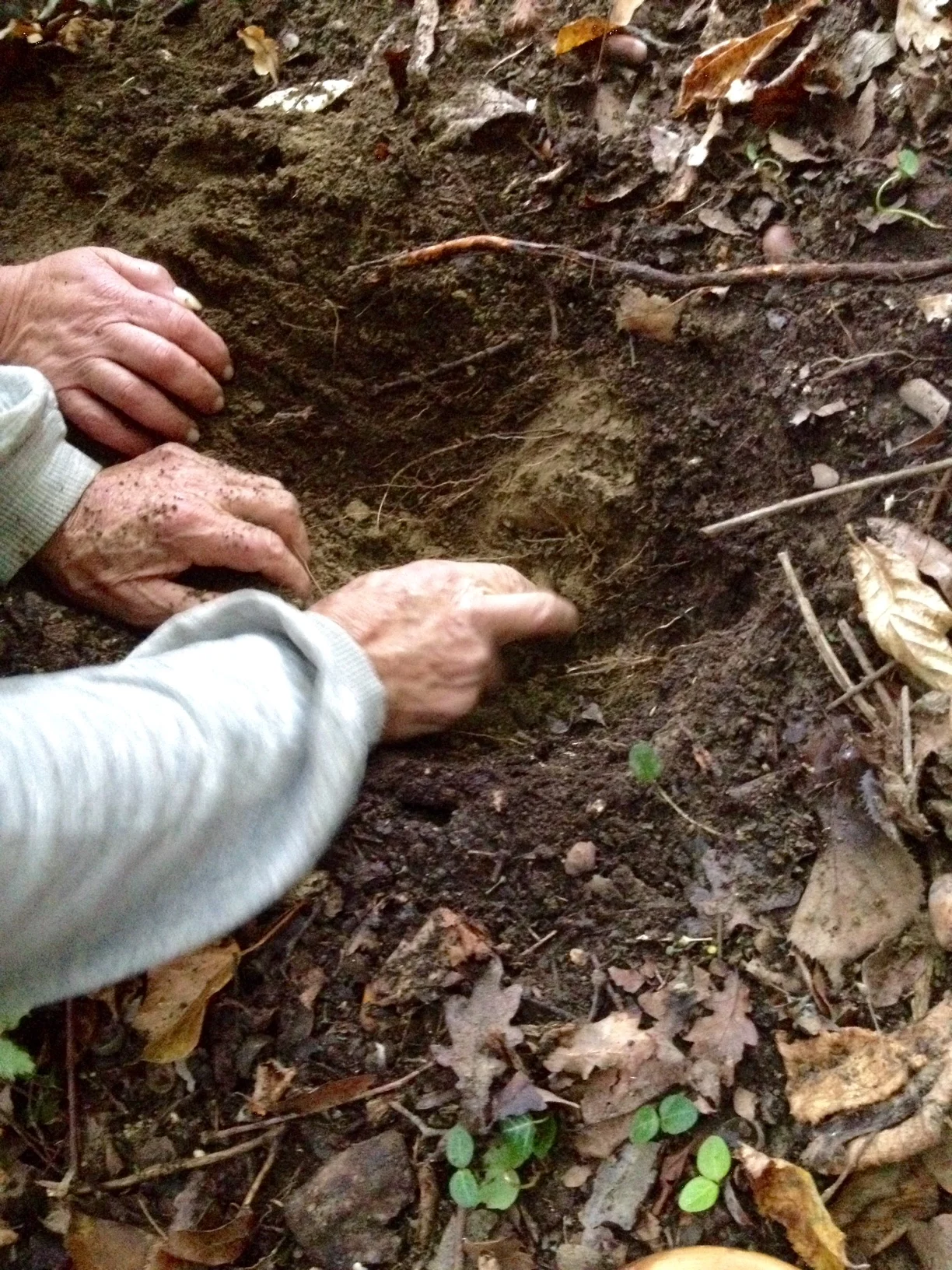 Two more truffles were found in this location!