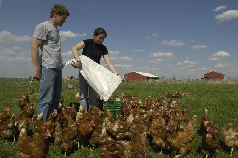 Jeremy and Cherie House of Meadow Haven Farm feeding their healthy, happy chickens