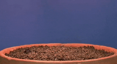 seedlings.gif