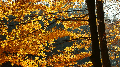 fall foliage.gif