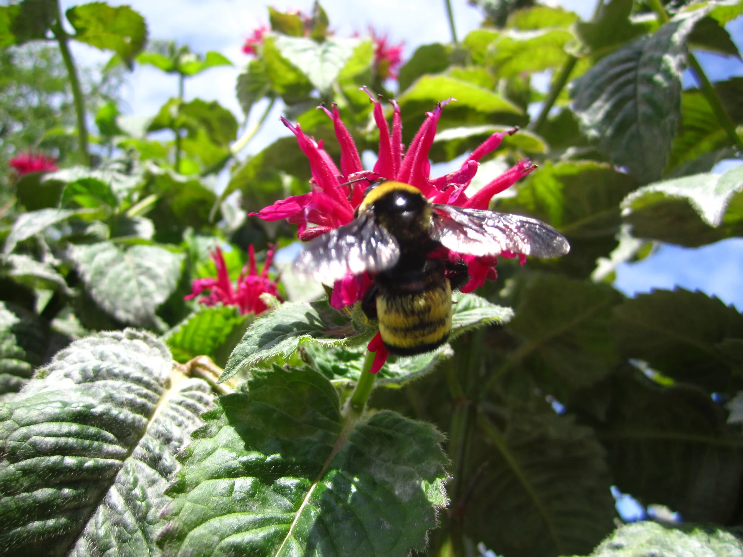 Bee Balm living up to its name! Plant some of your own!