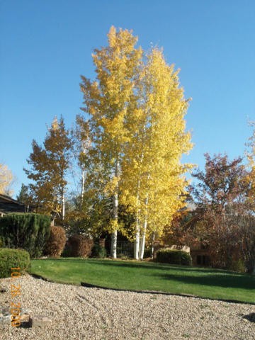 Quaking Aspen in Fall