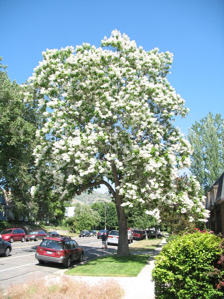 Northern Catalpa in Spring