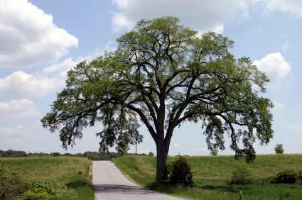 Elm