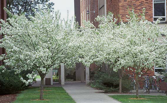 Crabapple in Spring (Snowdrift)