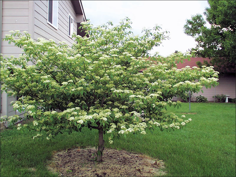 Pagoda Dogwood