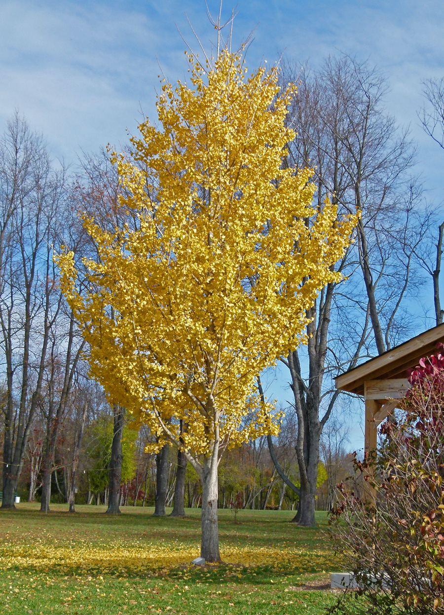 Gingko Tree in Fall