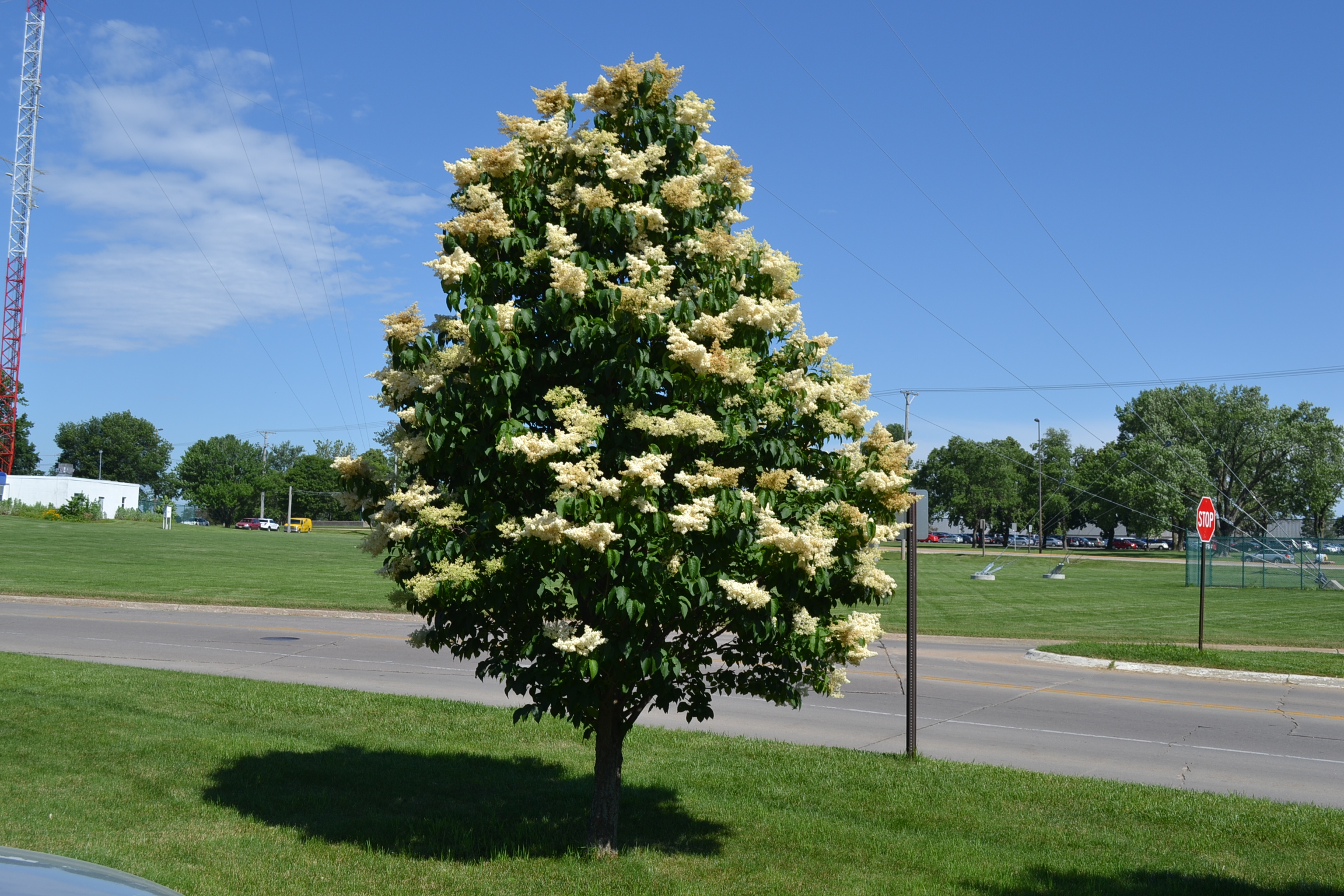 Japanese Tree Lilac in Spring