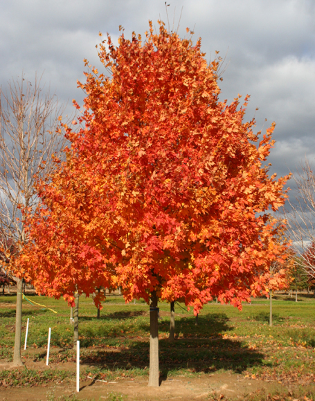 Sugar Maple