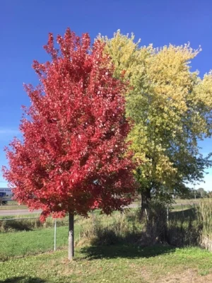 Autumn Blaze.jpg