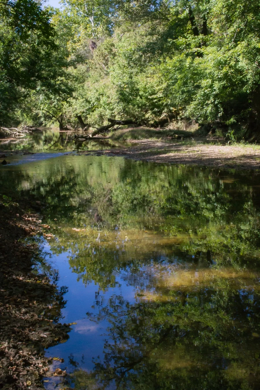 Beech Fork in the Salt River Watershed. Photo by Susan Hamilton.