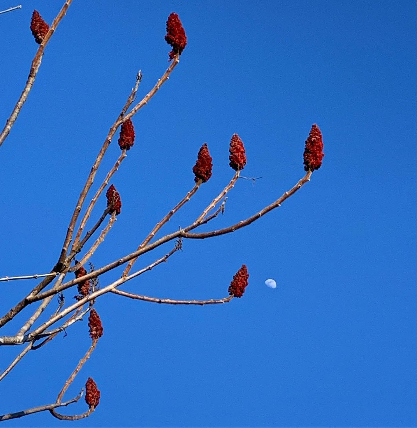 Sumac the Blue Sky.
.
#winterscene #sumac #withmoon