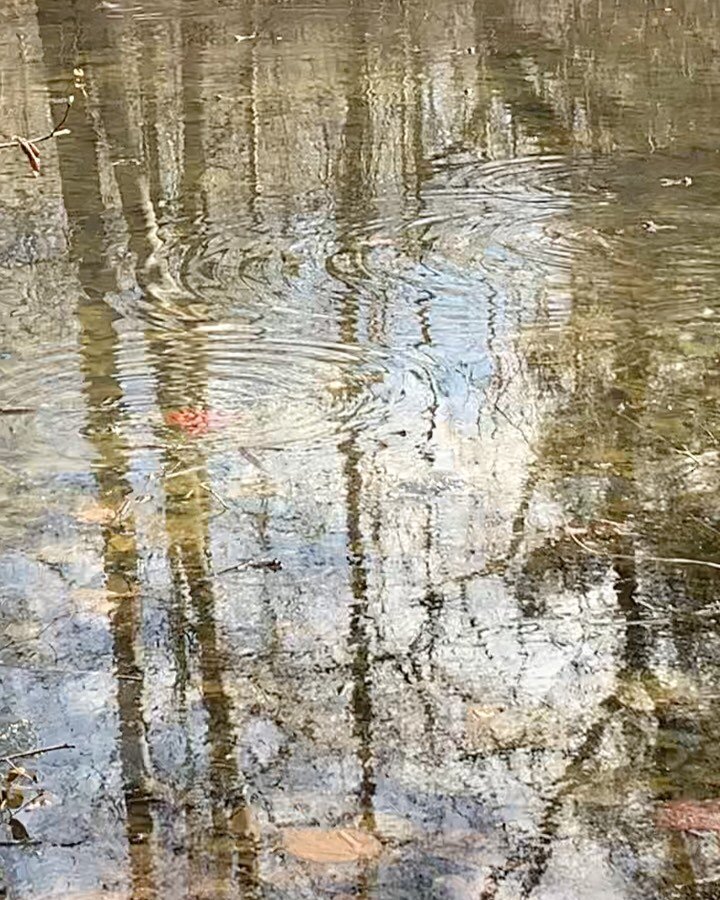 What&rsquo;s that you here? 
&iexcl;Sounds of spring! 
They were really bashful so hard to capture a close up, but big hint in second photo.
It&rsquo;s still February&hellip;
#soundon🔊 #springsounds #beaverpond #habitat #shireenvironmental