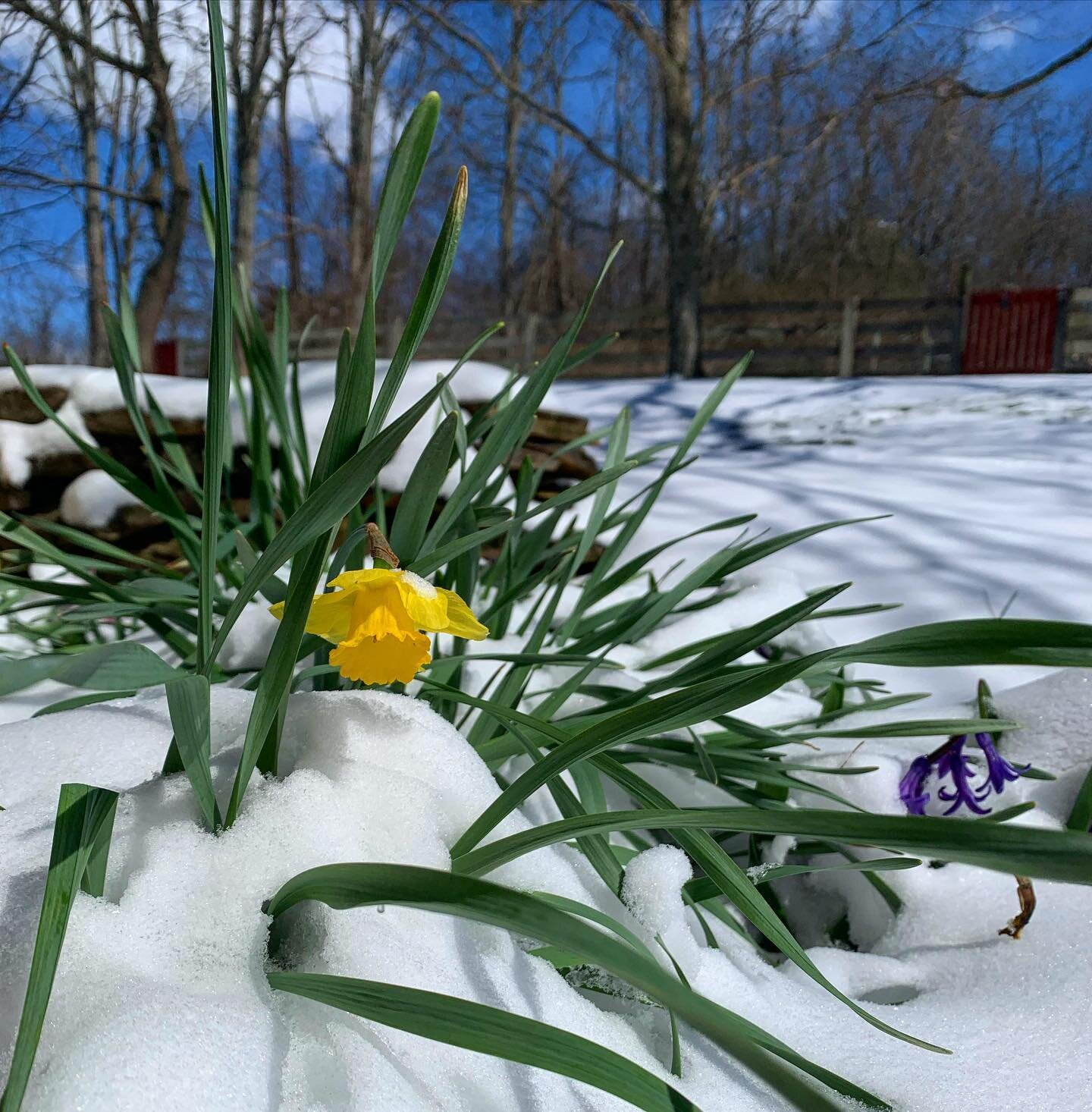 March in Kentucky can be a challenging affair.
.
#latesnow #daffodil #kyweather #60degreesyesterday