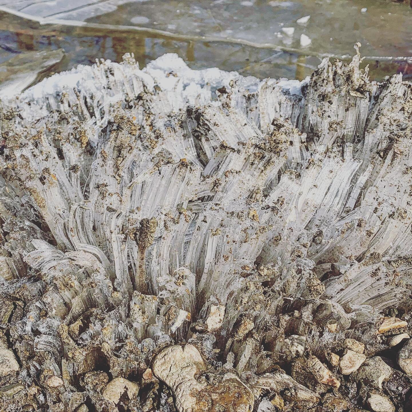 Good crop of frost flowers today.
.
#frostflowers #ephemeral #kentuckyweather #nature