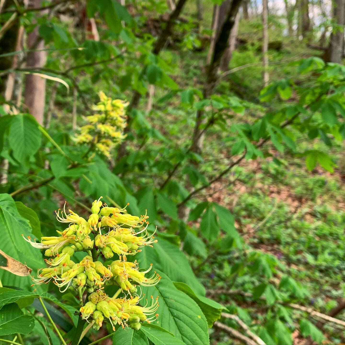 Check out the Cover Girl lashes on this buckeye flower. Spring is so sexy.
.
#buckeyetree #flower #kyspring #pollination