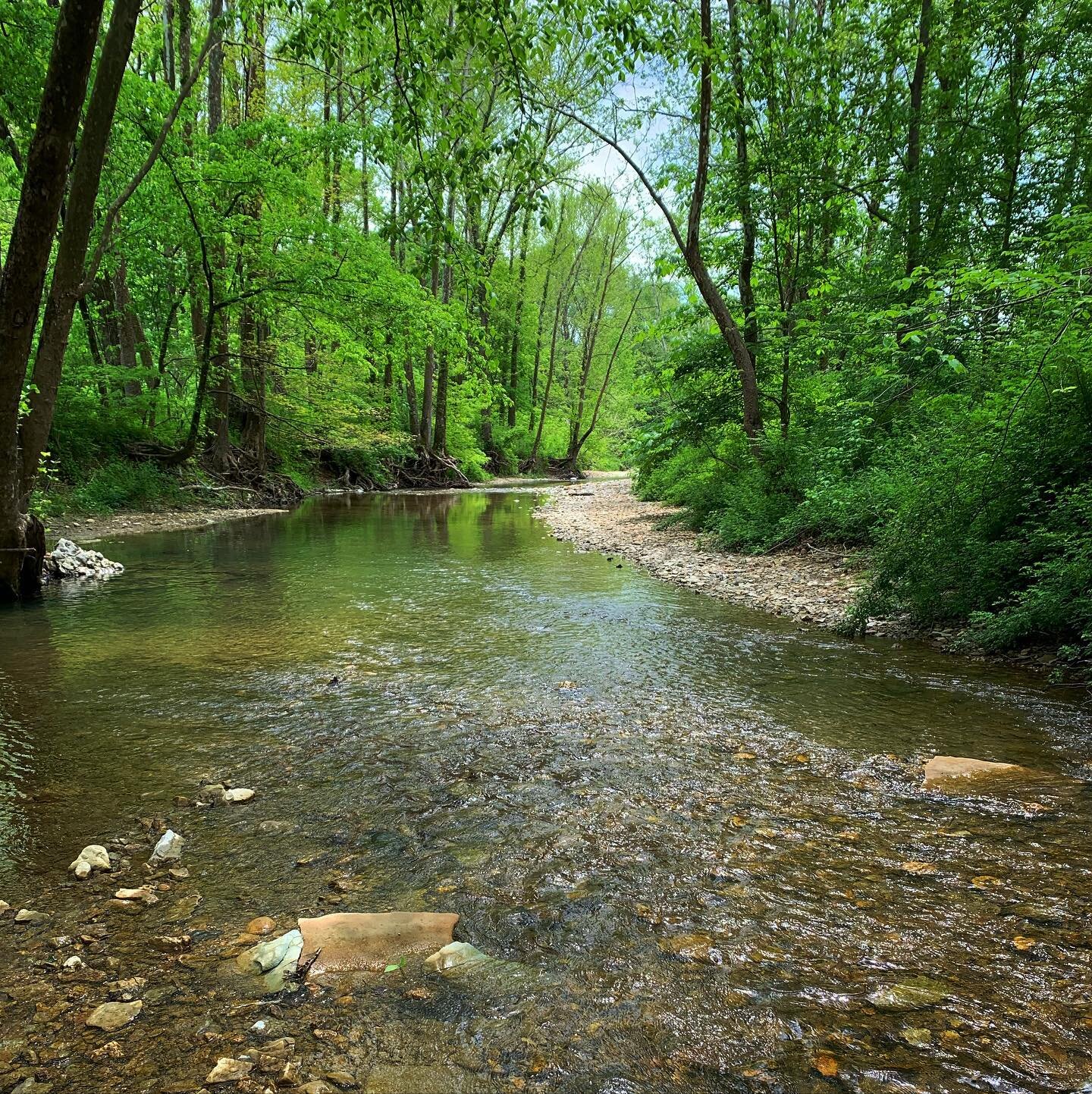 Kentucky has more miles of river than any other state in the continental US. Some of those miles are prettier than others. 😉
.
#kentuckyiswater #northrollingfork #riparian #habitat