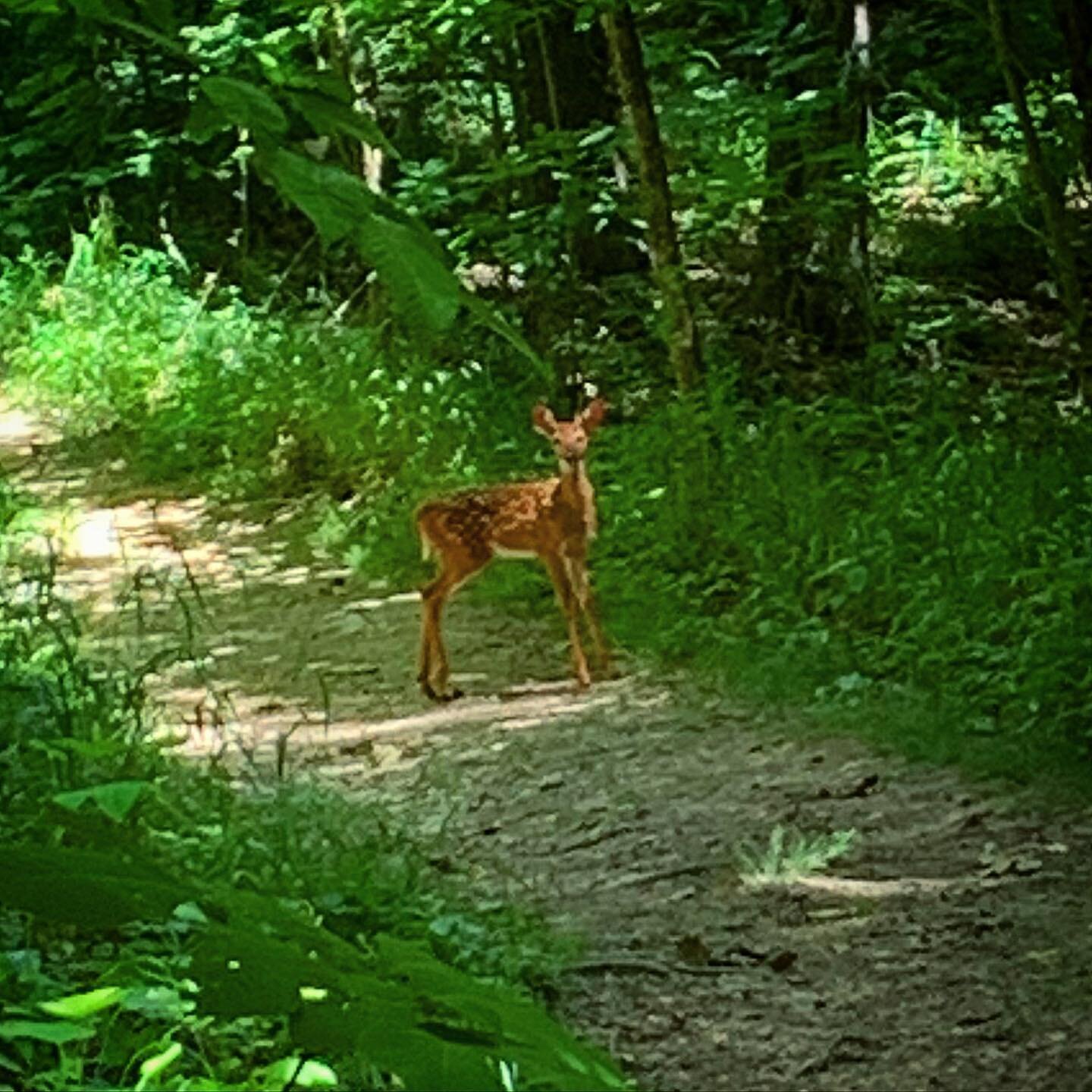 Now you see her, now you don&rsquo;t. 
.
#fawn #fastdeer #spots #kentuckytrails
