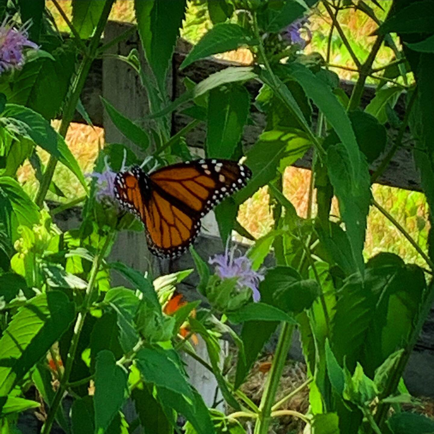 My second monarch of the year, but the first one that sat still long enough for a photo. 
.
#longdistancemigration #monarchbutterfly #mariposamonarca #monarch @forestsformonarchs