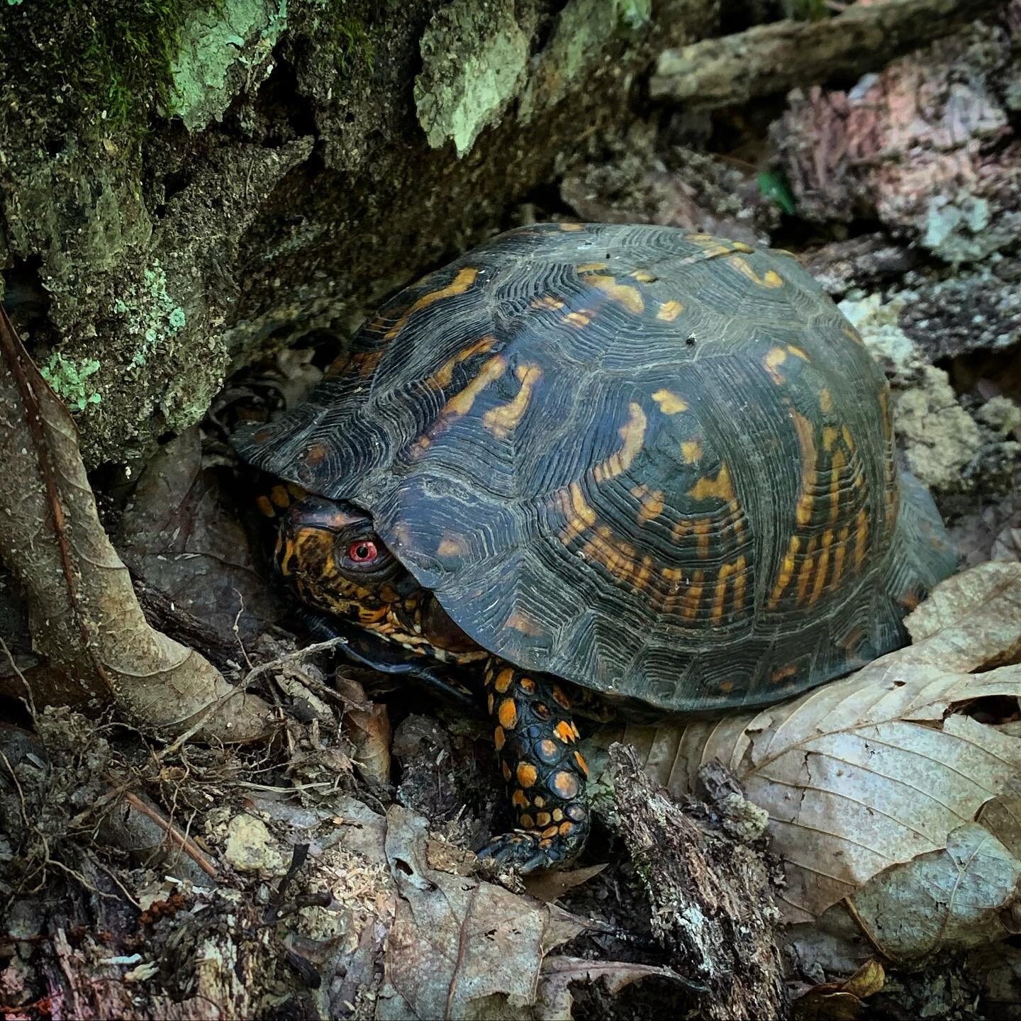 The turtle - toad pace is a good pace on a hot summer day.
.
#boxturtle #herpsofinstagram #toad #kyoutdoors