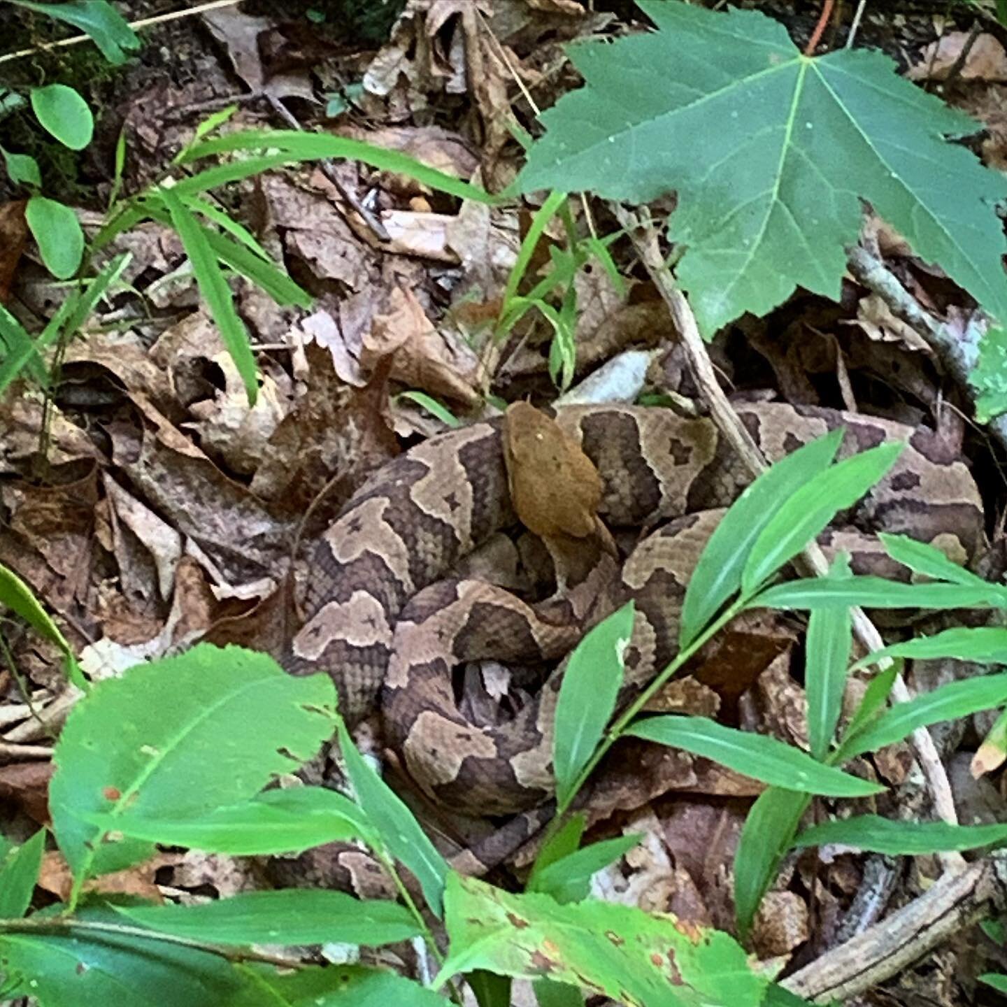 Celebrated #worldsnakeday with this calm but dangerous copperhead. Stay alert out there  y&rsquo;all. 
Pick 2 is no filter and cam-ou-flage.
.
#copperhead #herpsofinstagram #watchyostep #snakesarecool