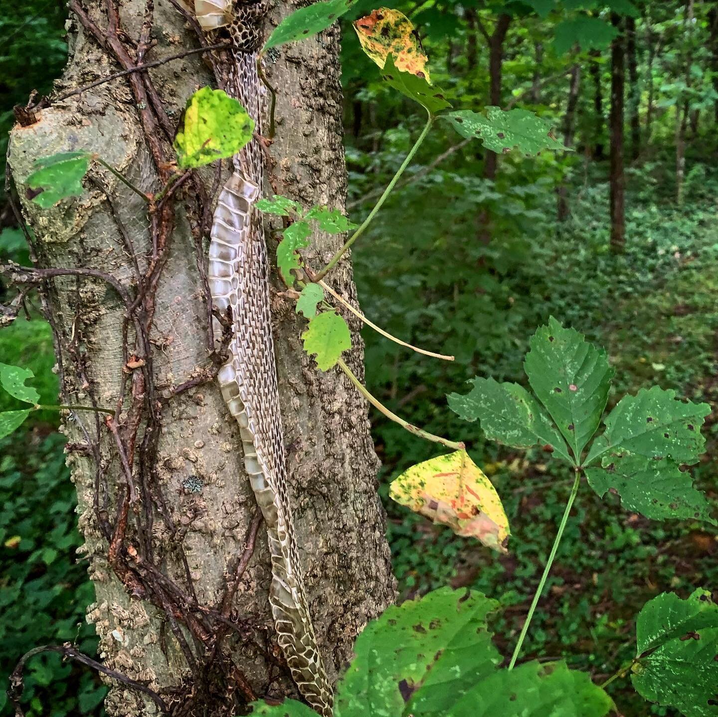 Snakeskin in a tree reminds us to look up while in the woods.
DYK the shed skin stretches as it comes off so it is much larger than the snake that shed it? 
Of course, they shed due to outgrowing their skin, so it&rsquo;s not all comforting news.
.
#