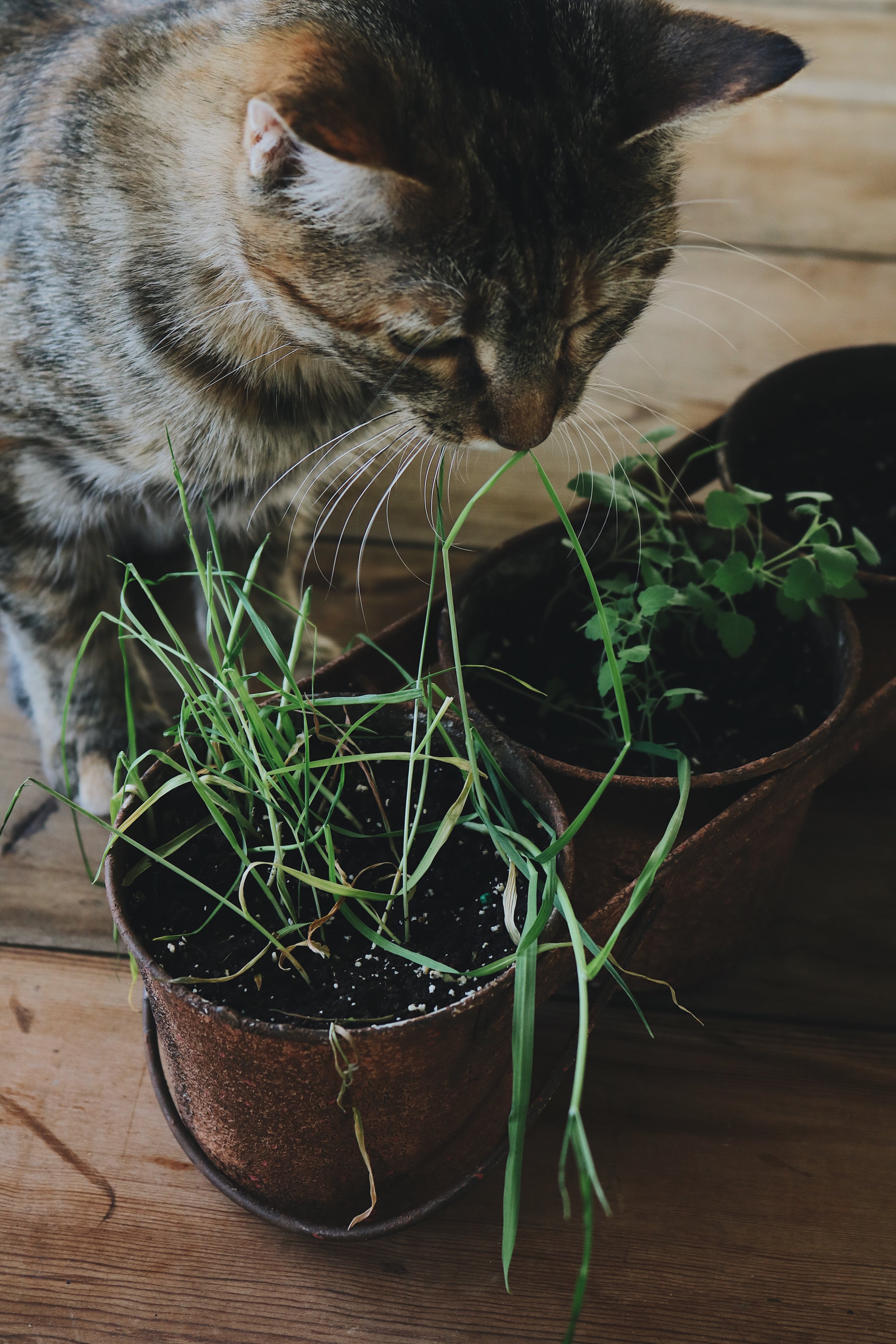 herbs to calm cats