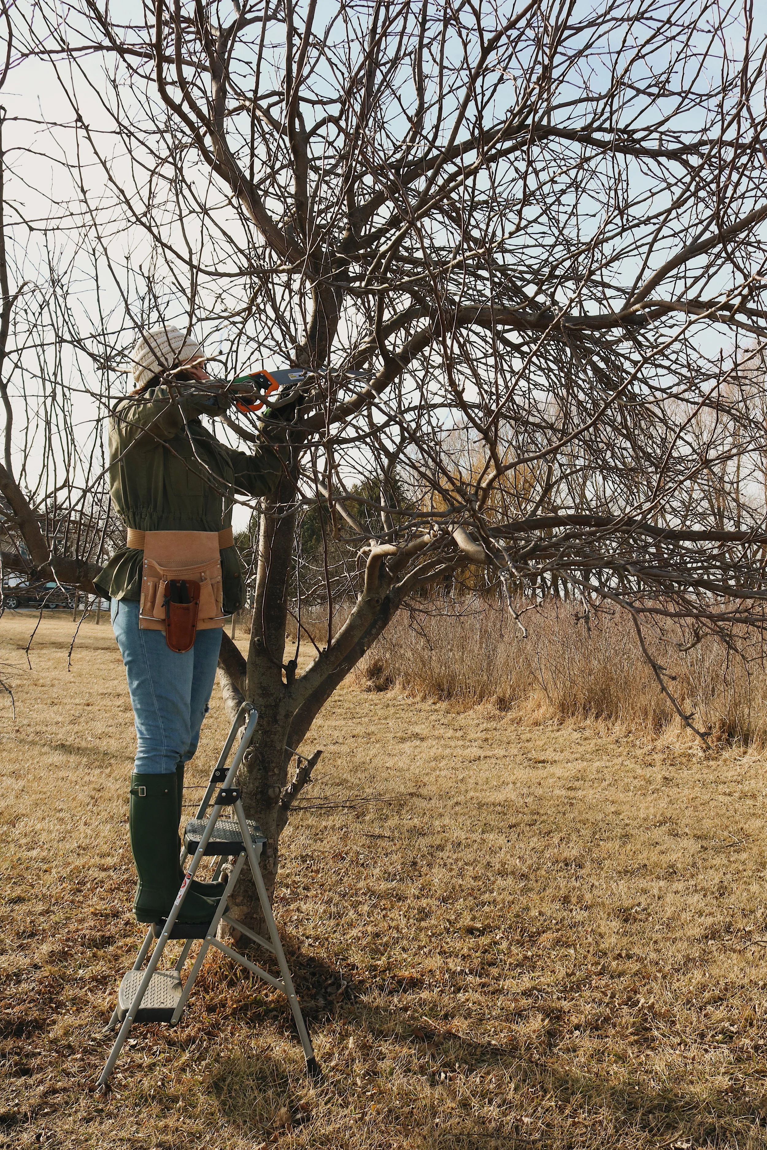 Обрезки фото. Обрезка плодовых деревьев. Обрезанные деревья. Обрезанные плодовые деревья. Обрезка деревьев груши.
