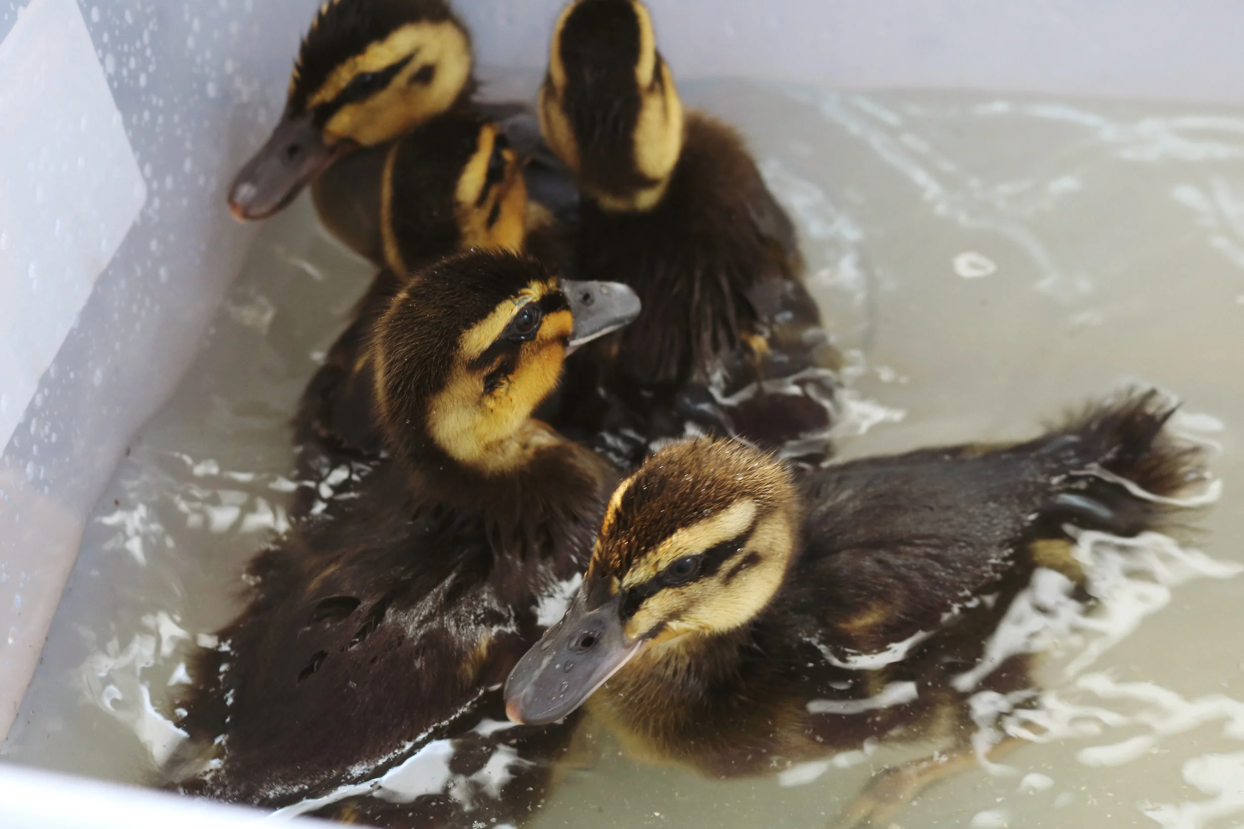 The Ducks Go For A Swim Under A Tin Roof