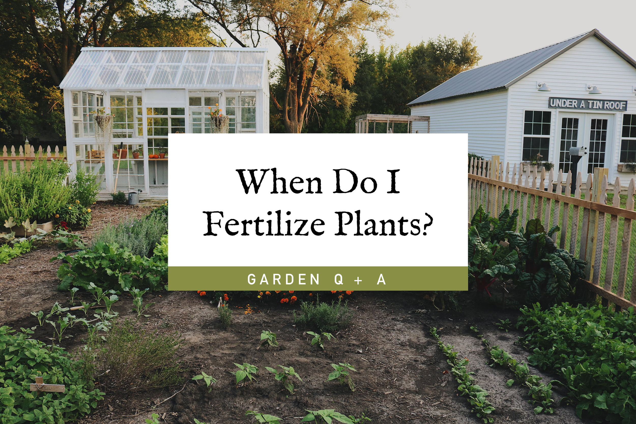 Garden Q A When Do You Fertilize Your Plants Under A Tin Roof