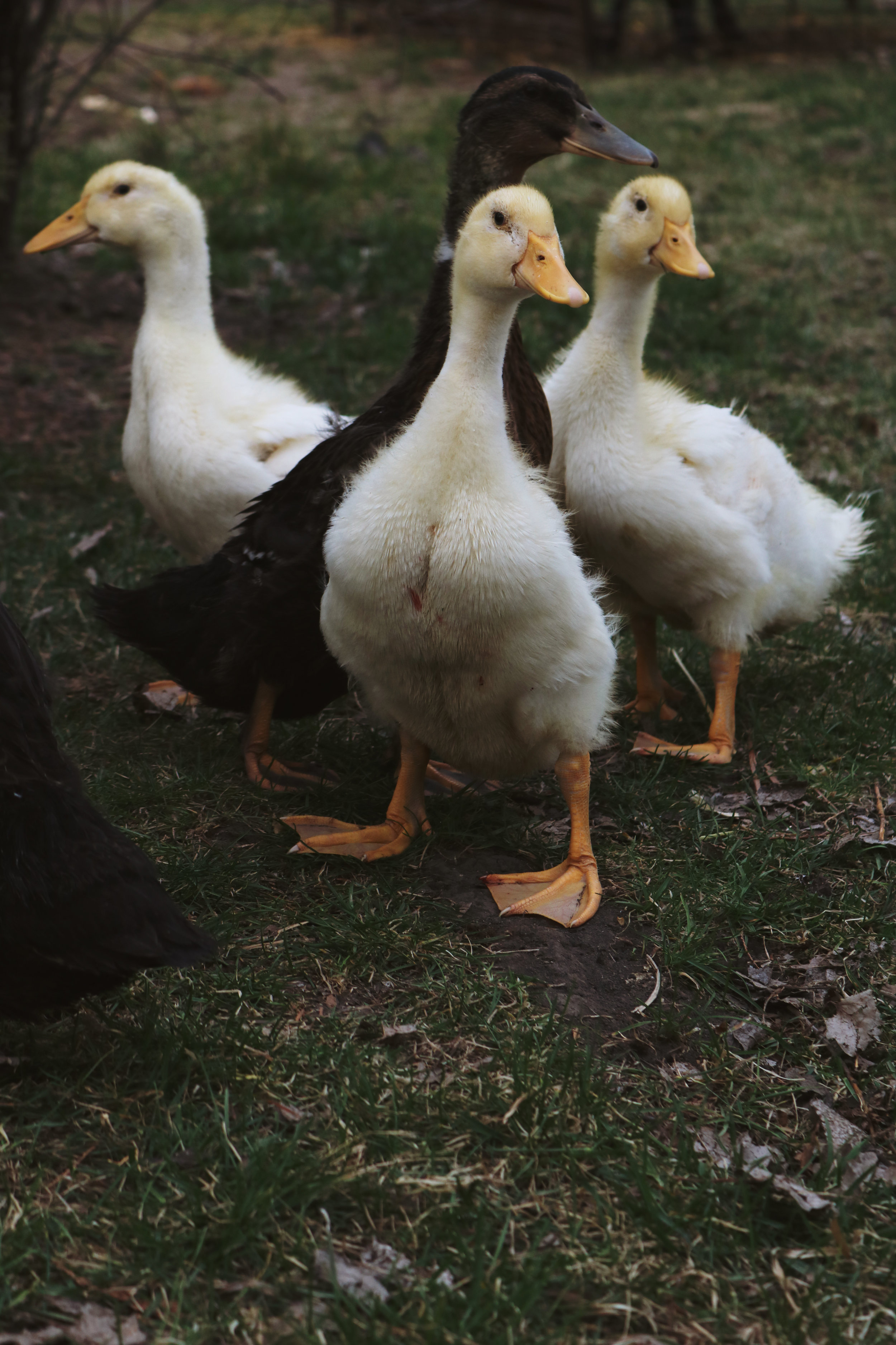 Why You Should Try Backyard Ducks Under A Tin Roof