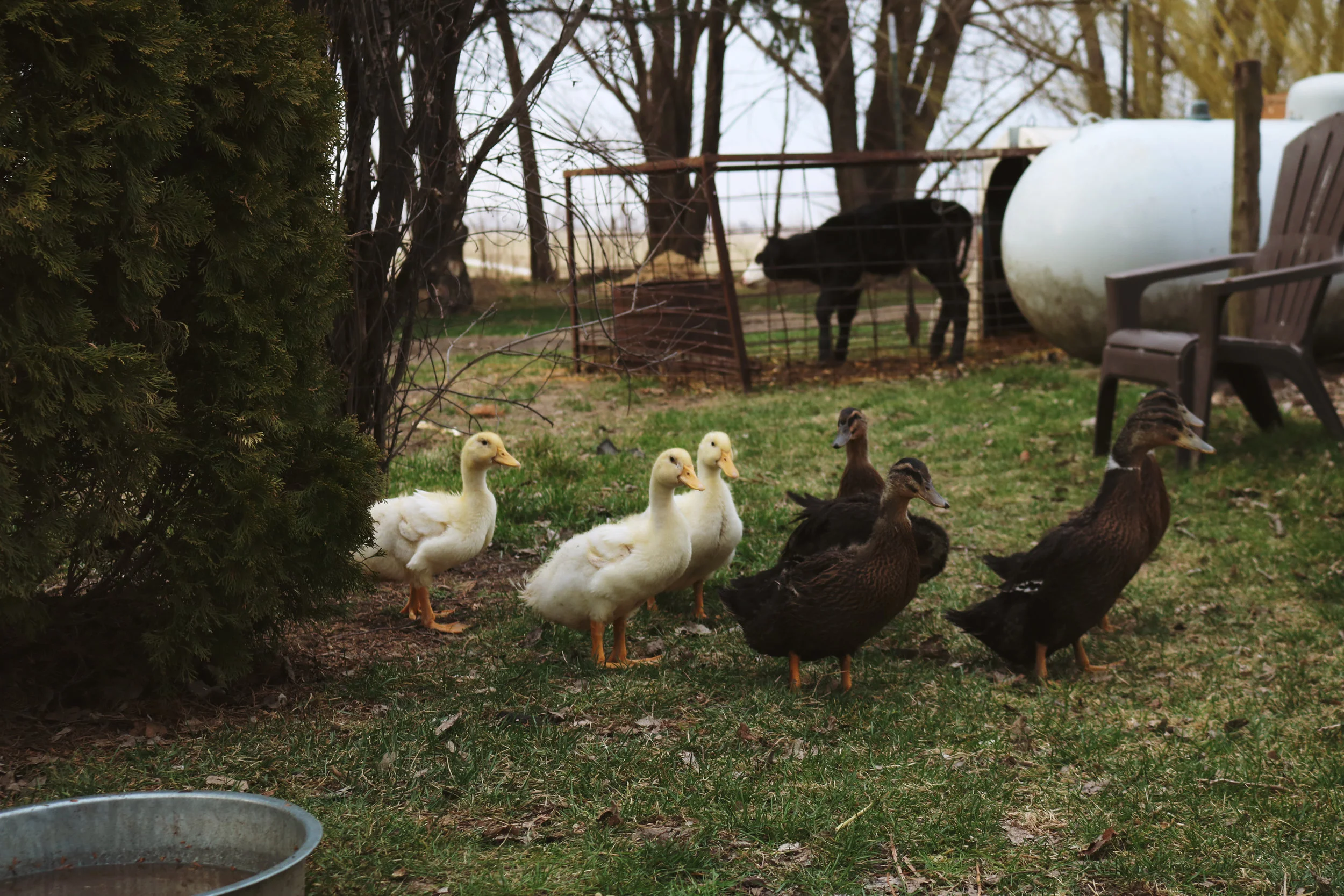 Why You Should Try Backyard Ducks Under A Tin Roof