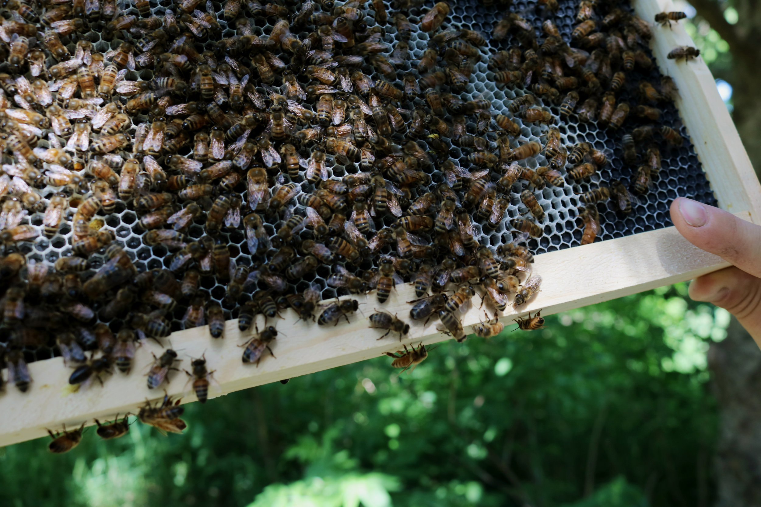 Honey Entrance Feeder Beekeeping Beekeeper Beehive Tool Bee Hive Keeping 2021 