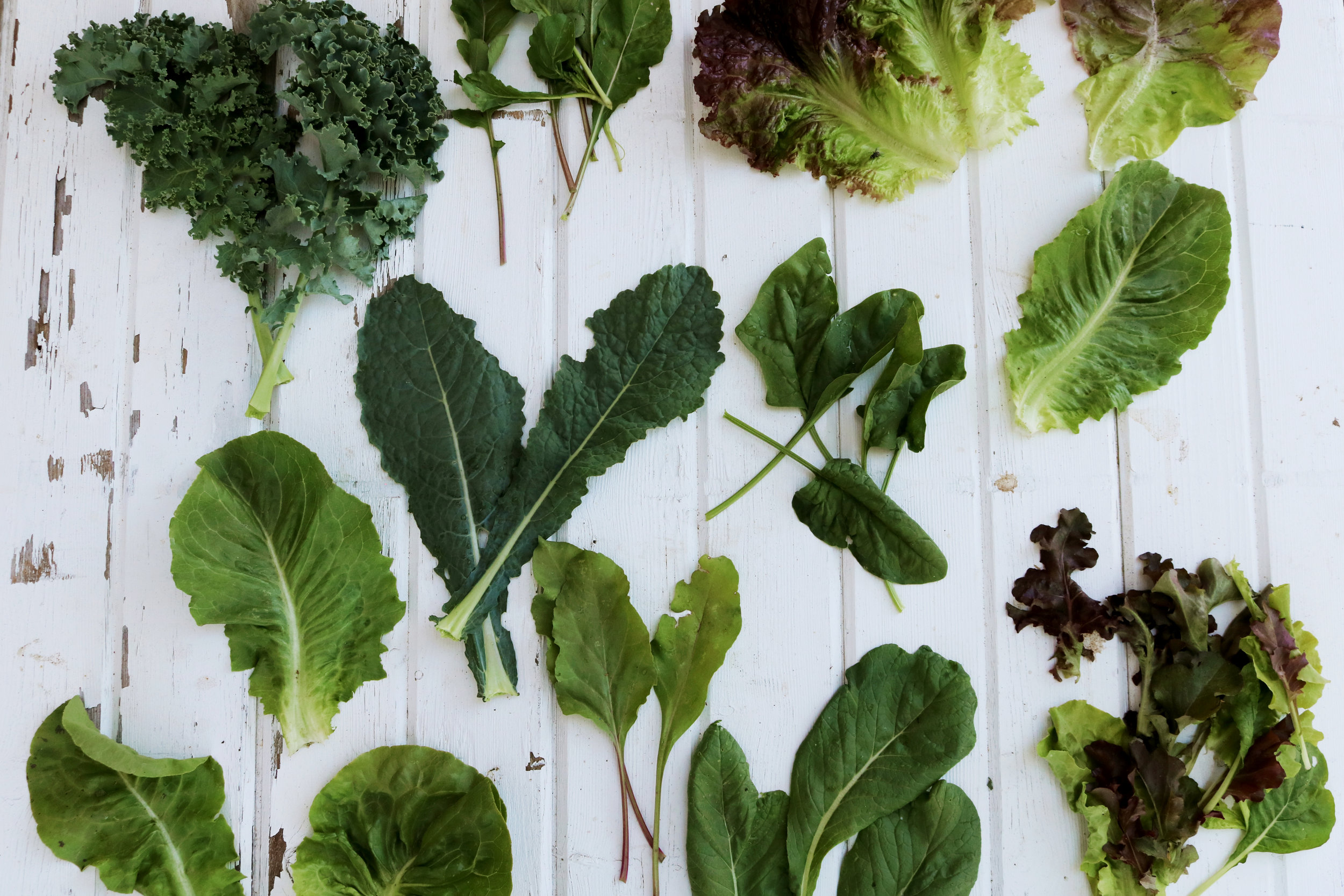 My Favorite Mixed Greens To Grow For Salads Under A Tin Roof