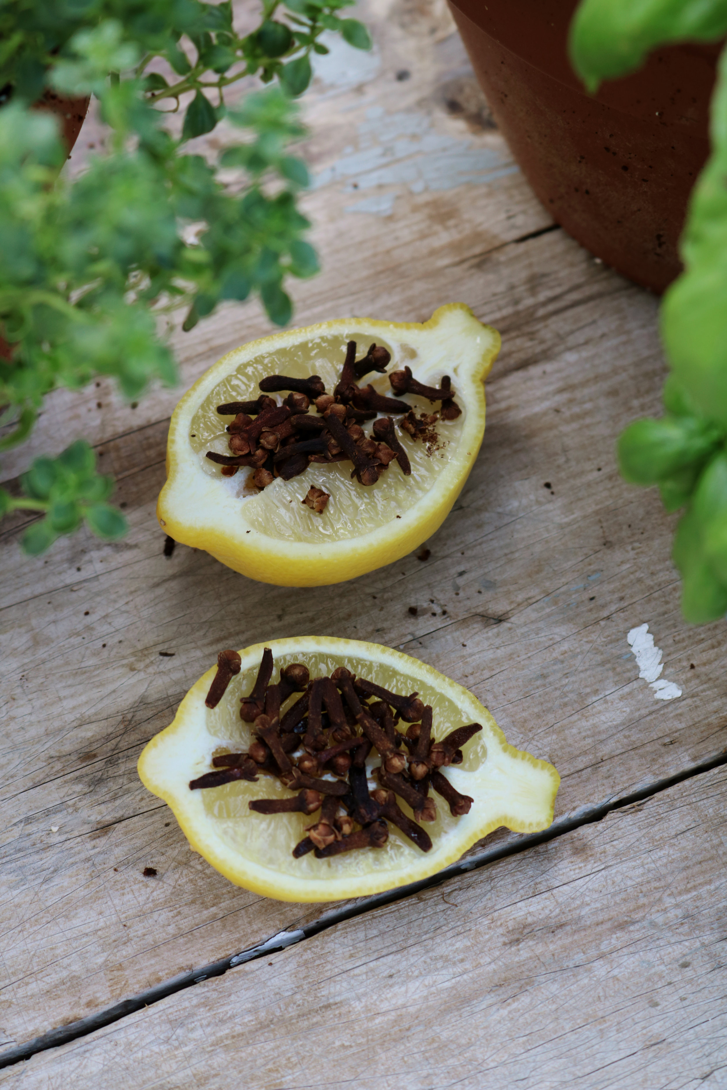 Keep Flies Away With Lemon And Cloves Under A Tin Roof,Rudbeckia Triloba