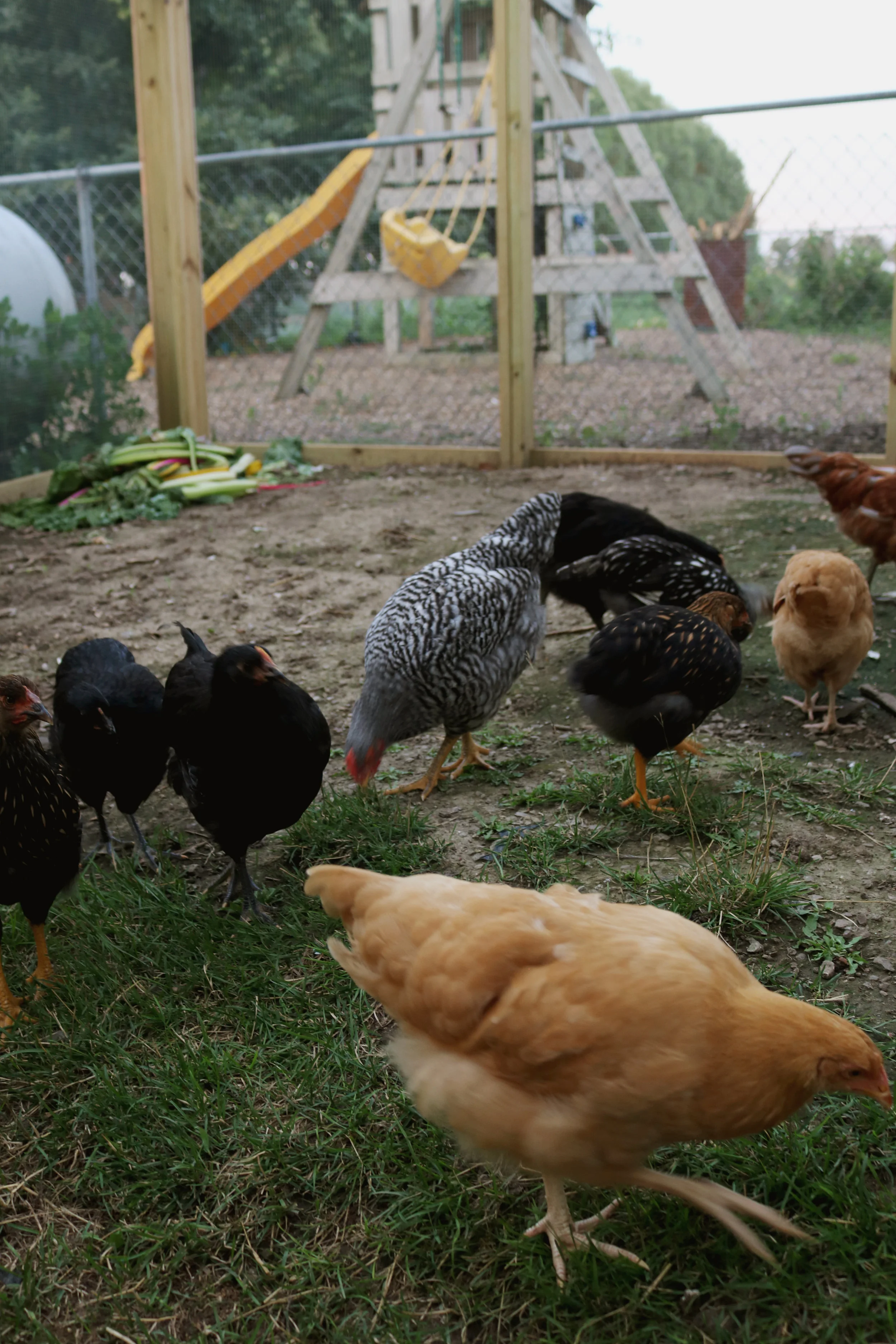 What Not To Feed Chickens And Ducks Under A Tin Roof