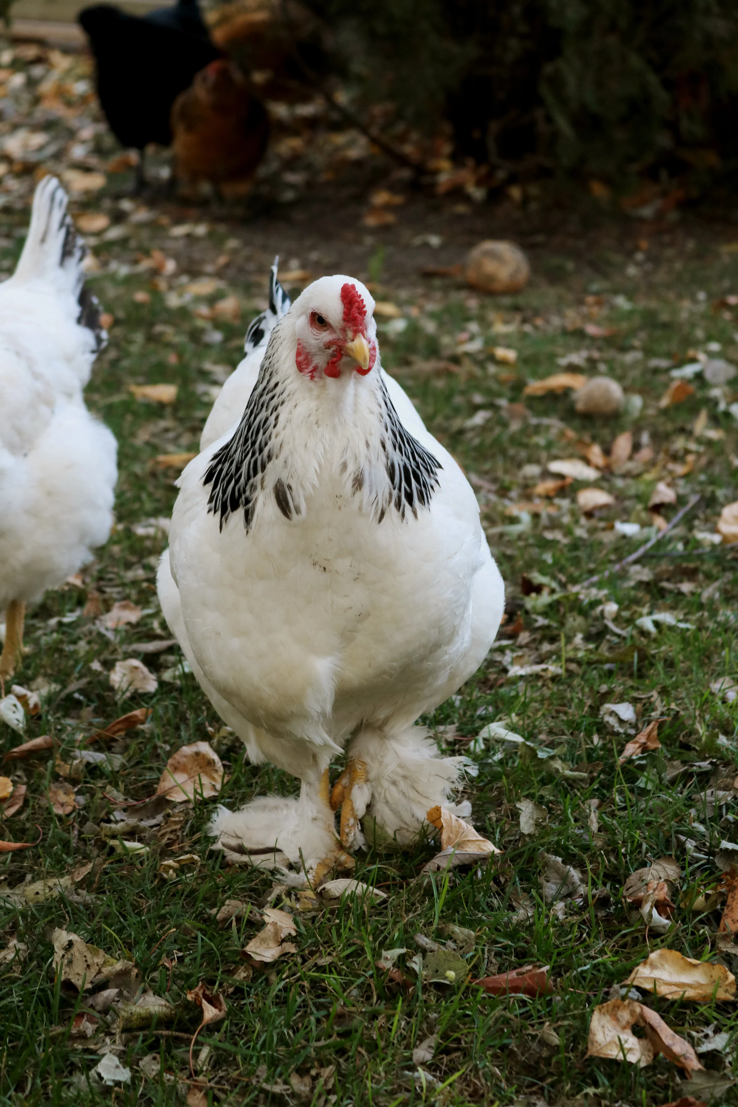 What You Can Do For Your Chickens This Winter Under A Tin Roof